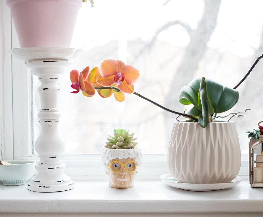 sophia succulent planter The Golden Girls Sophia Face Mini Ceramic Planter With Faux Succulent