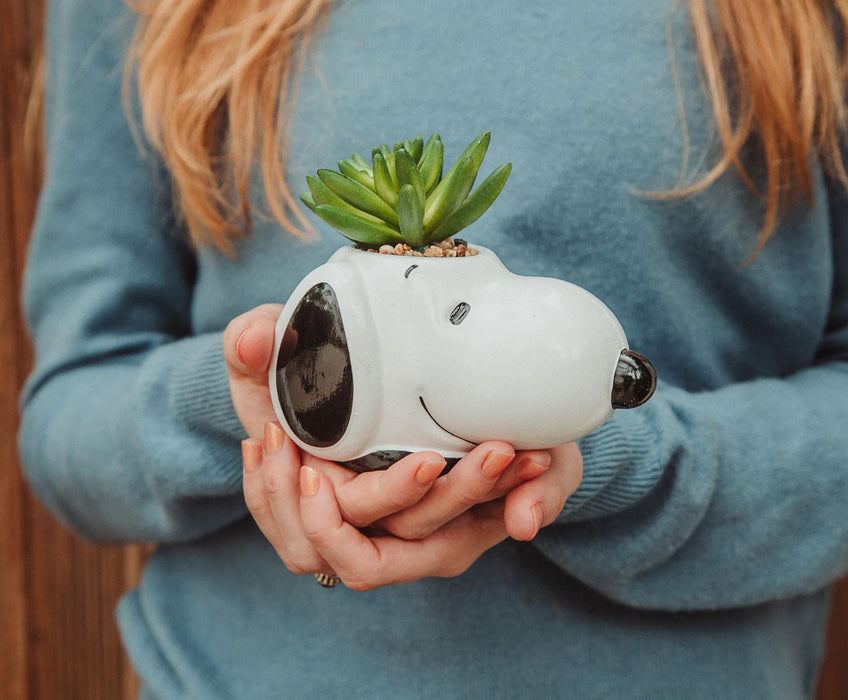 Peanuts - Snoopy Face Ceramic Mini Planter with Artificial Succulent