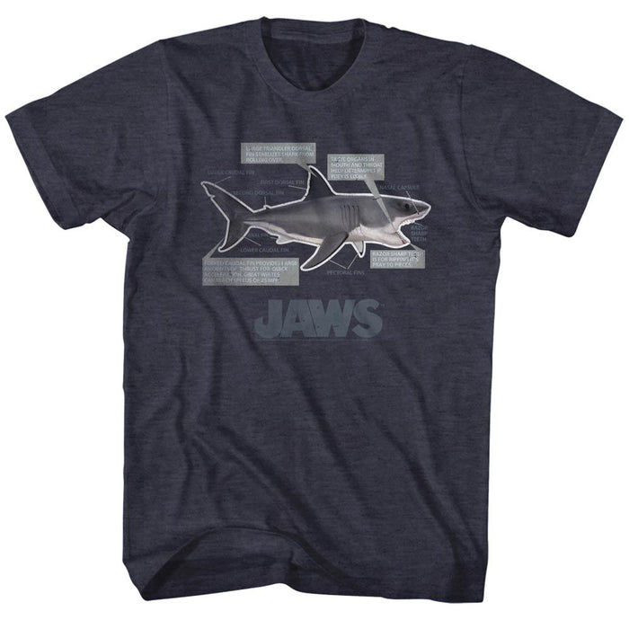 Jaws - Jaws Anatomy